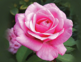 Rose Belindas Dream.